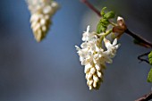 RIBES SANGUINEUM