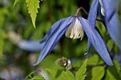 CLEMATIS BLUE DANCER