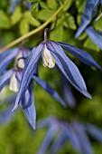 CLEMATIS BLUE DANCER