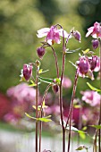 AQUILEGIA