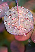 COTINUS COGGYGRIA