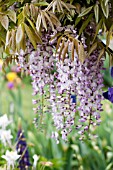 WISTERIA SINENSIS IN GARDEN WITH IRIS