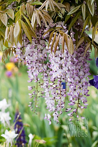 WISTERIA_SINENSIS_IN_GARDEN_WITH_IRIS