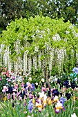 WISTERIA SINENSIS IN GARDEN WITH IRIS