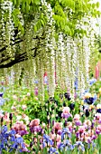 WISTERIA SINENSIS IN GARDEN WITH IRIS