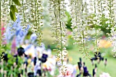 WISTERIA SINENSIS IN GARDEN WITH IRIS