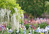 WISTERIA SINENSIS IN GARDEN WITH IRIS