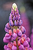 LUPINUS POLYPHYLLUS