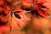 ACER PALMATUM, JAPANESE MAPLE