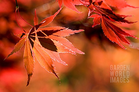 ACER_PALMATUM_JAPANESE_MAPLE