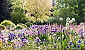 ALLIUM GLADIATOR AND ALLIUM MOUNT EVEREST WITH IRIS IN COTTAGE GARDEN