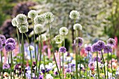 ALLIUM GLADIATOR AND ALLIUM MOUNT EVEREST WITH IRIS IN COTTAGE GARDEN