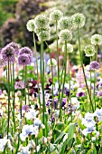 ALLIUM GLADIATOR AND ALLIUM MOUNT EVEREST WITH IRIS IN COTTAGE GARDEN