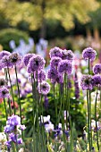 ALLIUM GLADIATOR  WITH IRIS IN COTTAGE GARDEN