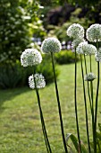 ALLIUM MOUNT EVEREST IN SPRING GARDEN