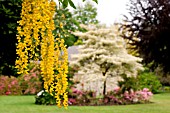 LABURNUM AND CORNUS CONTROVERSA VARIEGATA