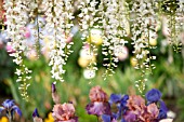 WISTERIA SINENSIS IN GARDEN WITH IRIS