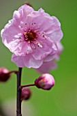 PRUNUS X BLIREIANA, FLOWERING PLUM BLOSSOM