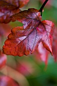 PHYSOCARPUS OPULIFOLIUS