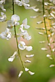 WISTERIA SINENSIS