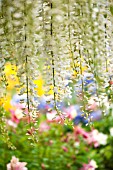 WISTERIA SINENSIS IN GARDEN WITH IRIS