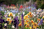 LUPINUS POLYPHYLLUS, IRIS AND AGUILEGIA