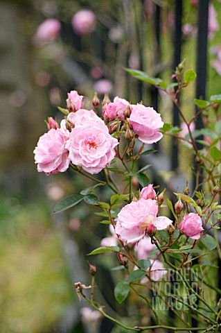 ROSA_X_MEIPLATIN_PINK_PEARL_MEIDILAND_ROSE