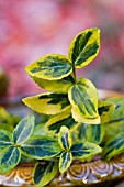 EUONYMUS FORTUNEI EMERALD N GOLD