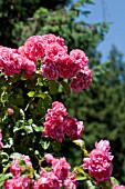 ROSA ROSARIUM UETERSEN, CLIMBING ROSE