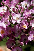 ROSA BALLERINA, HYBRID MUSK ROSE