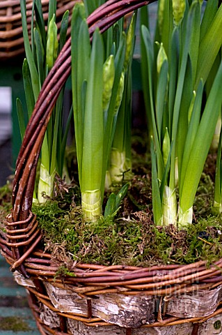 NARCISSUS_FORCED_IN_WINTER_IN_TWIG_AND_BARK_BASKET