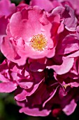 ROSA BETTY PRIOR, FLORIBUNDA ROSE