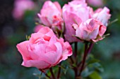 ROSA PASSIONATE KISSES, LANDSCAPE ROSE