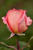 ROSA FANTASIA MONDIALE, HYBRID TEA ROSE