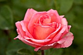 ROSA FANTASIA MONDIALE, HYBRID TEA ROSE