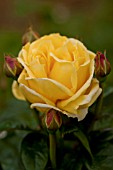 ROSA GOLD MEDAL, GRANDIFLORA ROSE