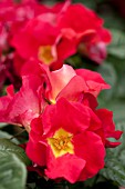 ROSA BE BOP, FLORIBUNDA ROSE