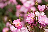 ROSA LAVENDER DREAM, SHRUB ROSE