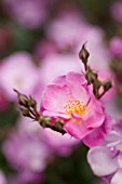 ROSA LAVENDER DREAM, SHRUB ROSE