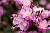 ROSA LAVENDER DREAM, SHRUB ROSE