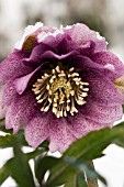 HELLEBORUS X HYBRIDUS PARTY DRESS IN SNOW