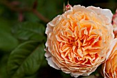 ROSA CROWN PRINCESS MARGARETA