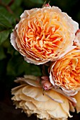 ROSA CROWN PRINCESS MARGARETA, DAVID AUSTIN ENGLISH ROSE