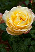 ROSA ANTIQUE CARAMEL, FLORIBUNDA ROSE