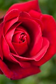 ROSA VETERANS HONOR, HYBRID TEA ROSE