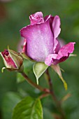 ROSA BLUE NILE, HYBRID TEA ROSE