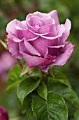 ROSA BLUE NILE, HYBRID TEA ROSE