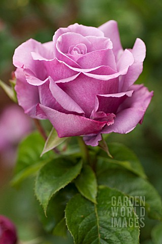 ROSA_BLUE_NILE_HYBRID_TEA_ROSE