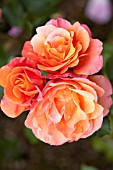 ROSA DISNEYLAND, FLORIBUNDA ROSE