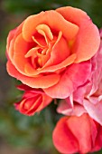 ROSA DISNEYLAND, FLORIBUNDA ROSE